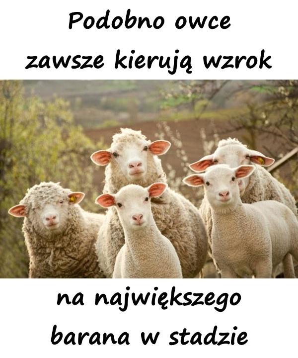 Podobno owce zawsze kierują wzrok na największego barana w