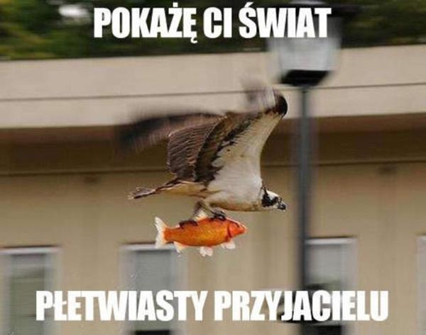 Pokażę ci świat płetwiasty przyjacielu