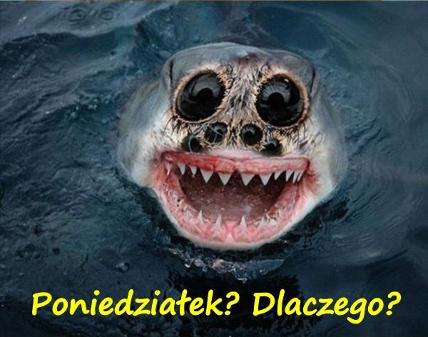 Poniedziałek? Dlaczego