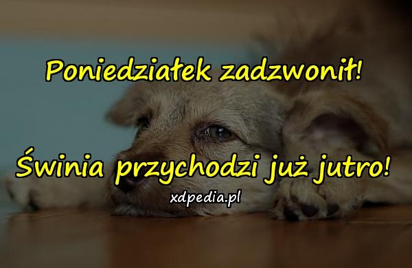 Poniedziałek zadzwonił! Świnia przychodzi już jutro