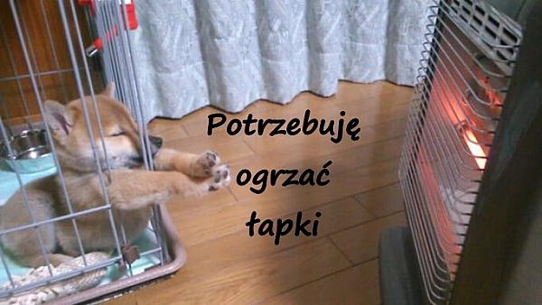 Potrzebuję ogrzać łapki