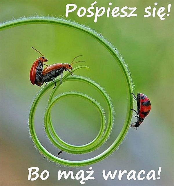 Pośpiesz się! Bo mąż wraca