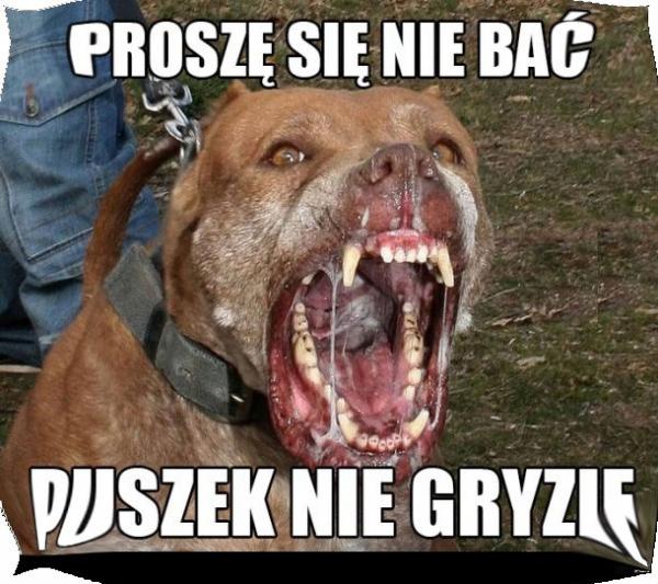 Proszę się nie bać\npuszek nie gryzie