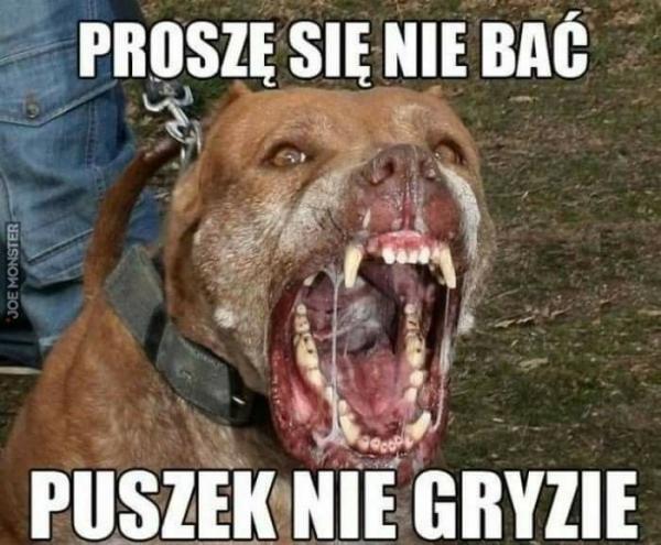 Proszę się nie bać, puszek nie gryzie