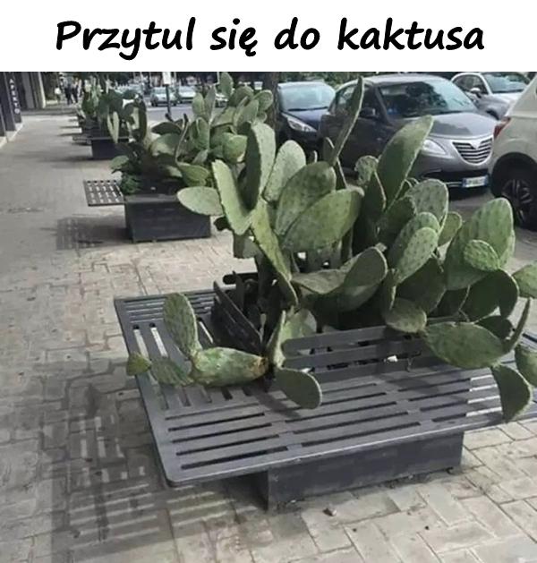 Przytul się do kaktusa