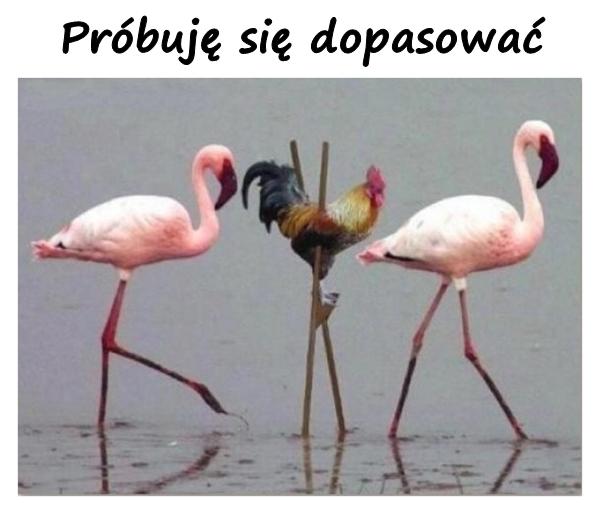 Próbuję się dopasować