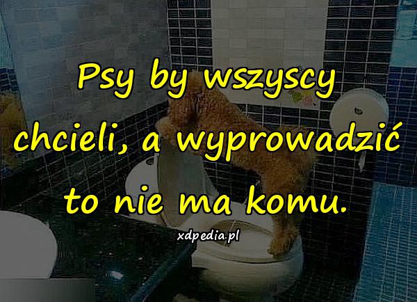 Psy by wszyscy chcieli, a wyprowadzić to nie ma komu