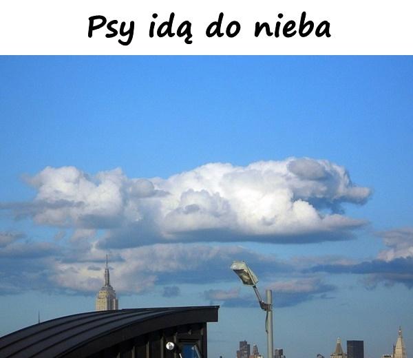 Psy idą do nieba