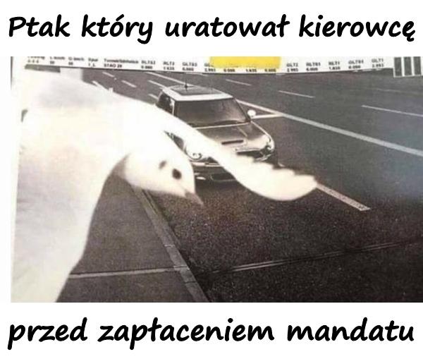 Ptak który uratował kierowcę przed zapłaceniem mandatu