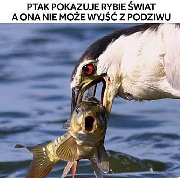 Ptak pokazuje rybie świat, a ona nie może wyjść z podziwu