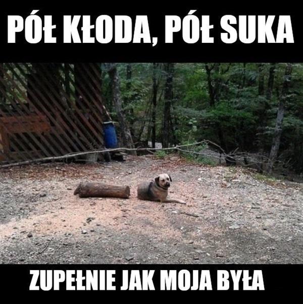 Pół kłoda, pół suka. Zupełnie jak moja była