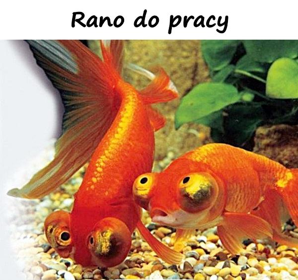 Rano do pracy