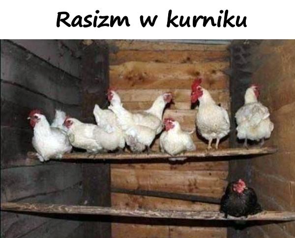 Rasizm w kurniku