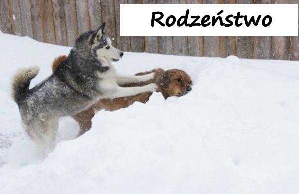 Rodzeństwo