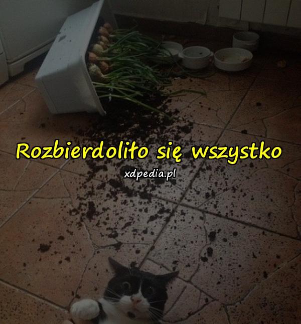 Rozbierdoliło się wszystko