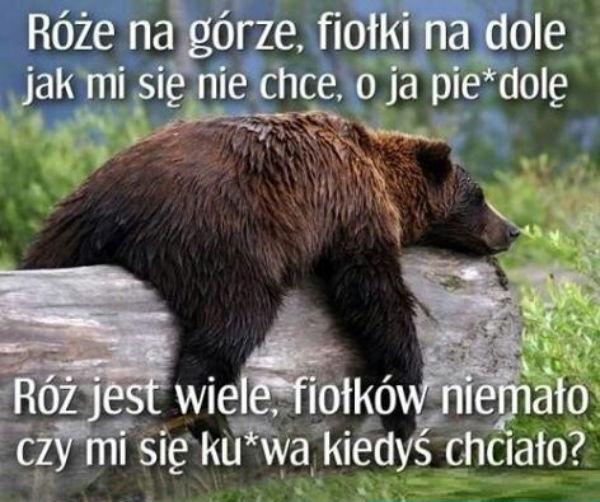 Róża na górze, fiołki na dole \njak mi się nie chce o ja