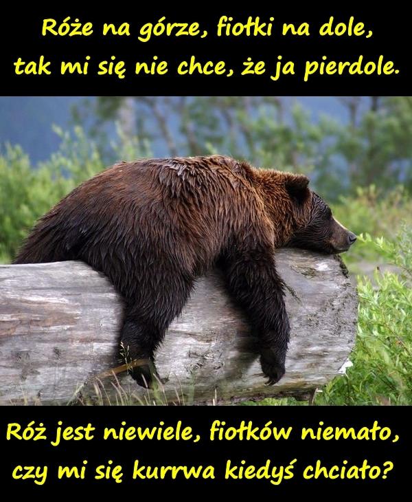 Róże na górze, fiołki na dole, tak mi się nie chce, że ja