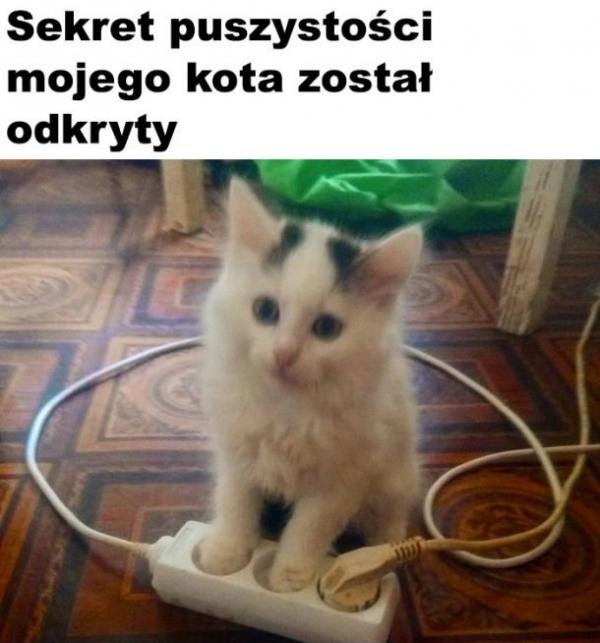 Sekret puszystości mojego kota ostał odkryty