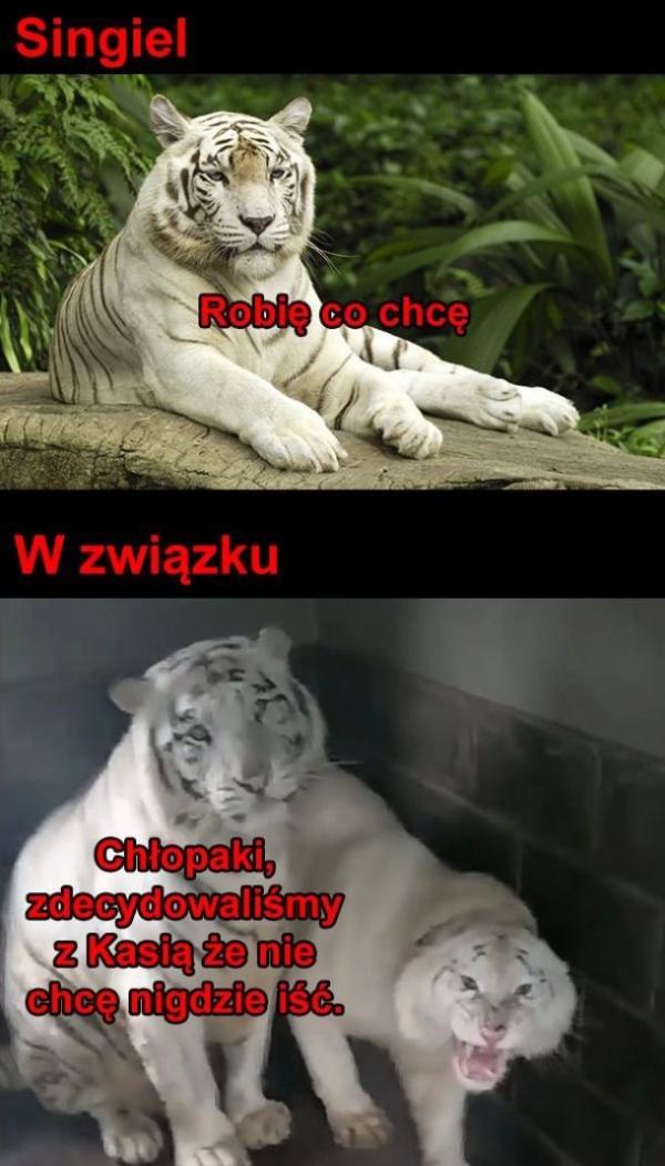 Singiel vs. w związku