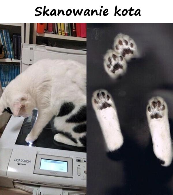 Skanowanie kota