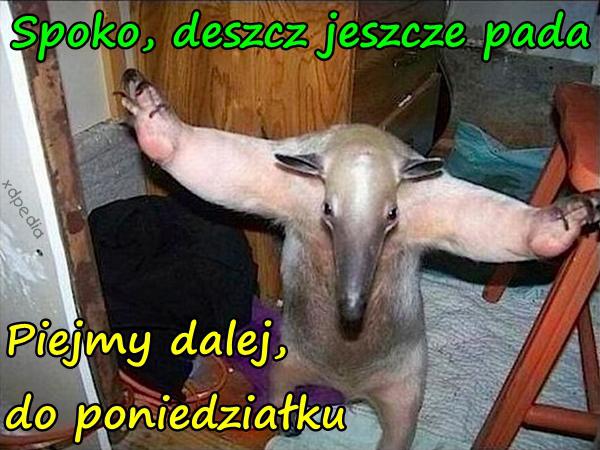 Spoko, deszcz jeszcze pada. Piejmy dalej, do poniedziałku