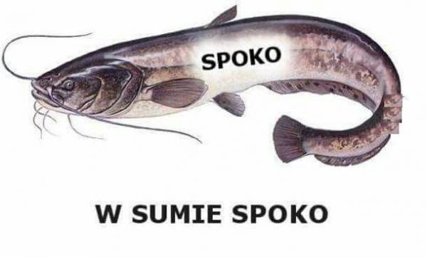 Spoko, w sumie spoko