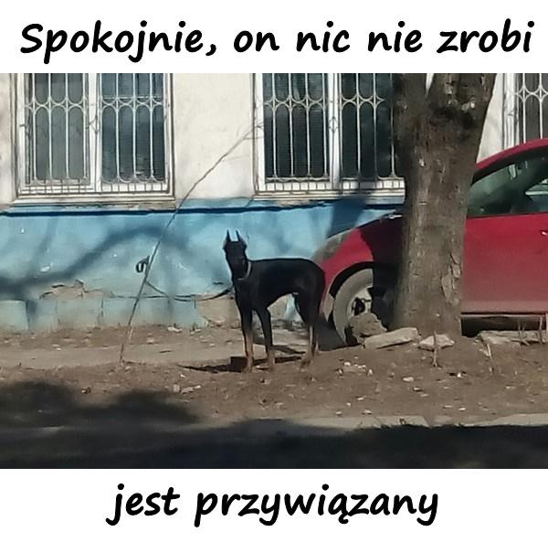 Spokojnie, on nic nie zrobi jest przywiązany