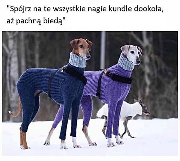 Spójrz na te wszystkie nagie kundle dookoła, aż pachną