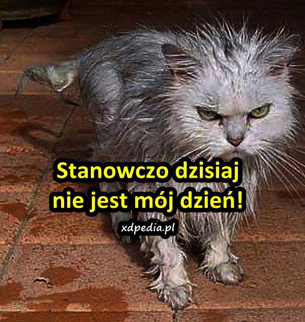 Stanowczo dzisiaj nie jest mój dzień