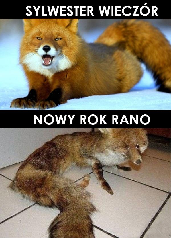 Sylwester wieczór i Nowy Rok rano