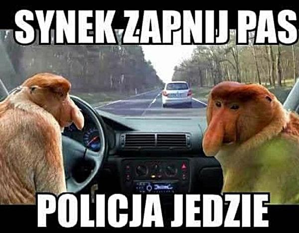 Synek zapnij pas, policja jedzie