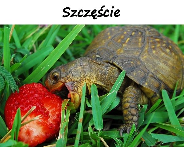 Szczęście