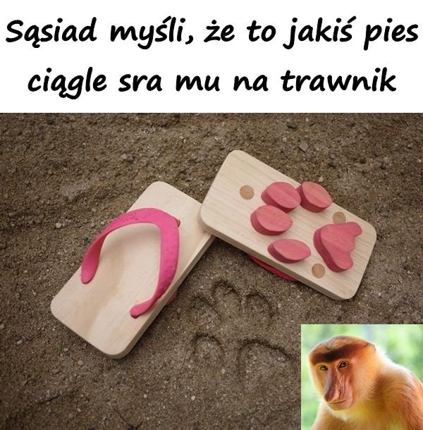 Sąsiad myśli, że to jakiś pies ciągle sra mu na trawnik