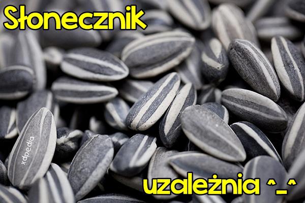 Słonecznik uzależnia