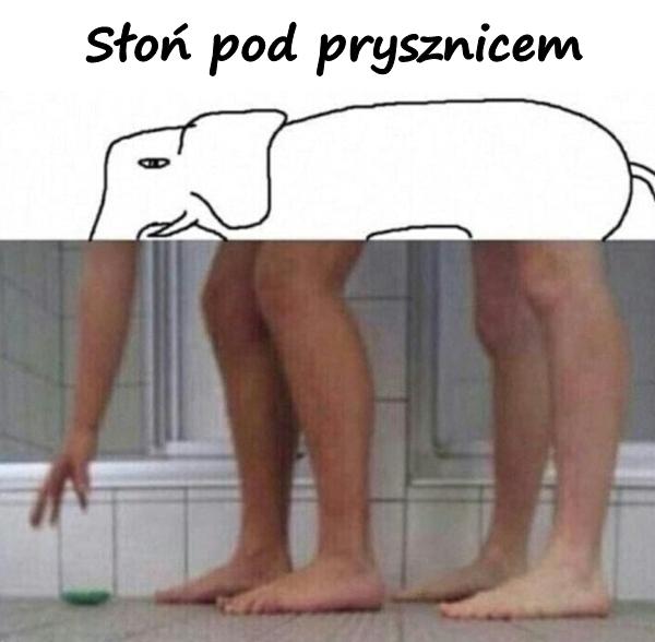 Słoń pod prysznicem