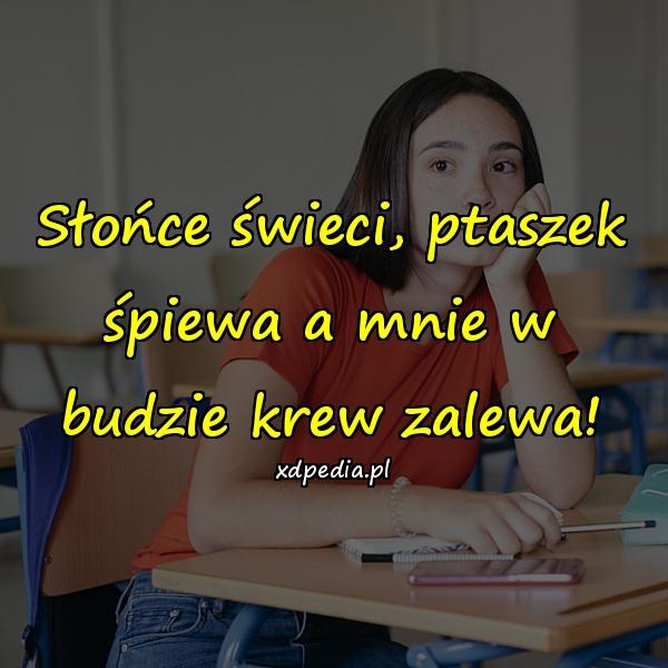 Słońce świeci, ptaszek śpiewa a mnie w budzie krew zalewa