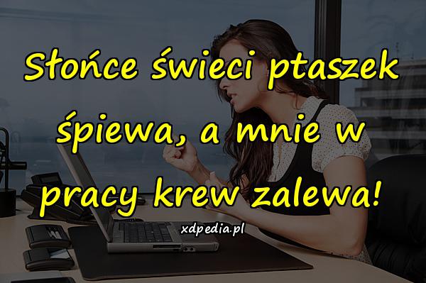 Słońce świeci ptaszek śpiewa, a mnie w pracy krew zalewa