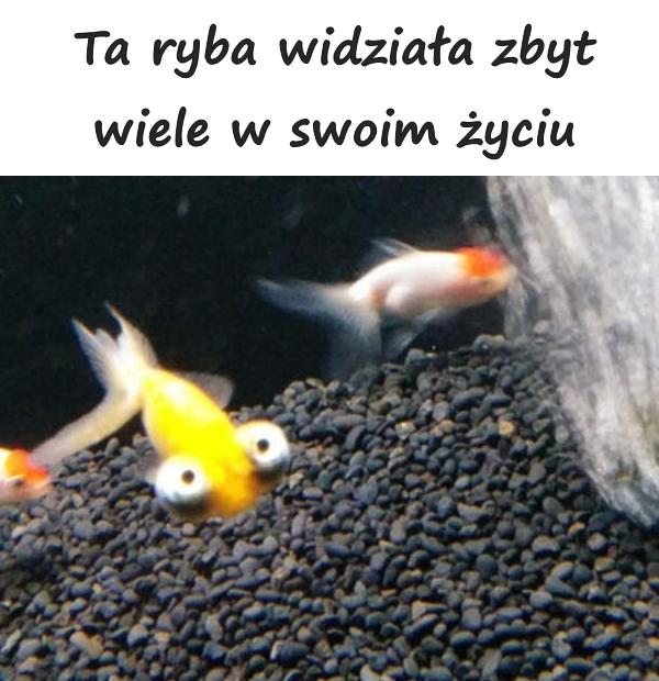 Ta ryba widziała zbyt wiele w swoim życiu