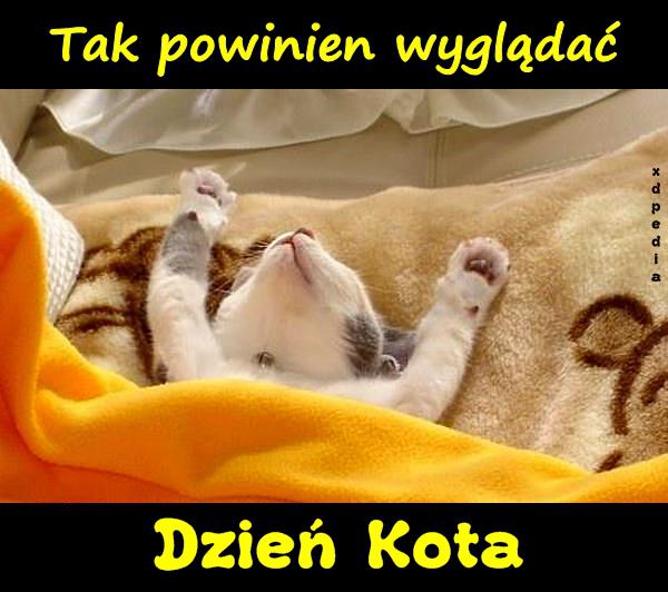 Tak powinien wyglądać Dzień Kota