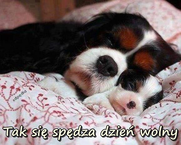 Tak się spędza dzień wolny