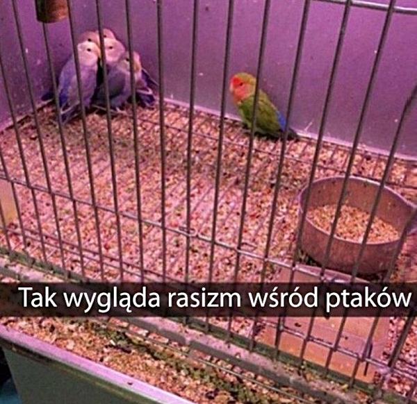 Tak wygląda rasizm wśród ptaków