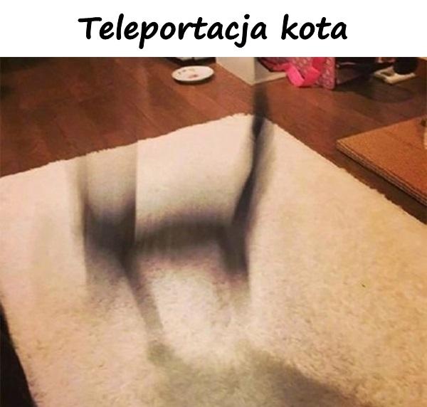 Teleportacja kota