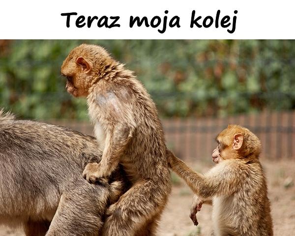 Teraz moja kolej