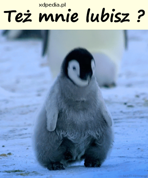Też mnie lubisz