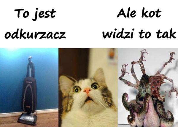 To jest odkurzacz, ale kot widzi to tak