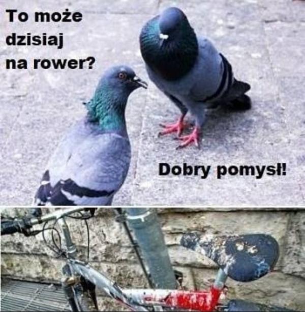- To może dzisiaj na rower? - Dobry pomysł