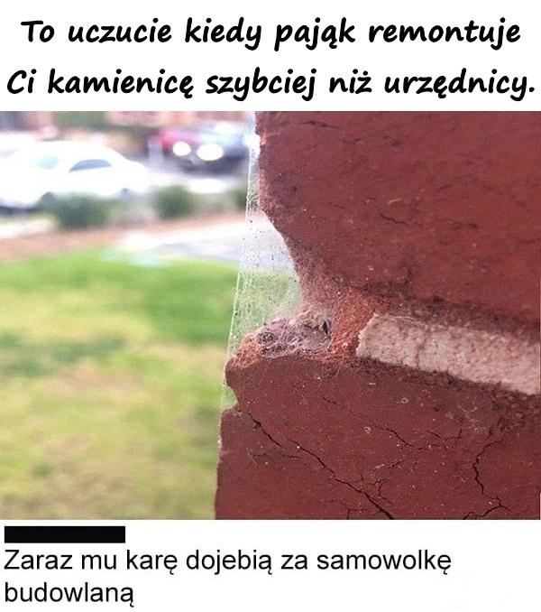 To uczucie kiedy pająk remontuje Ci kamienicę szybciej niż