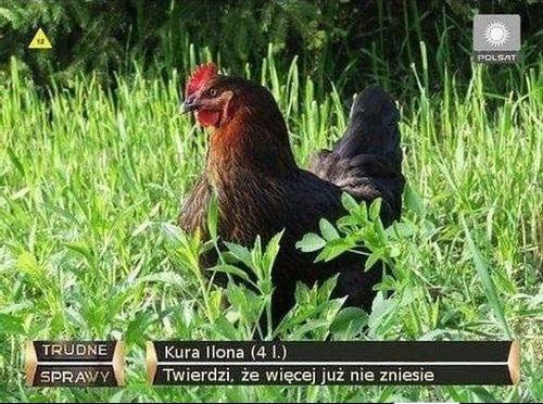 Trudne sprawy :) Kura Ilona - 4 lata Twierdzi, że więcej