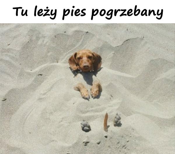 Tu leży pies pogrzebany