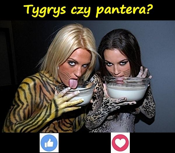 Tygrys czy pantera